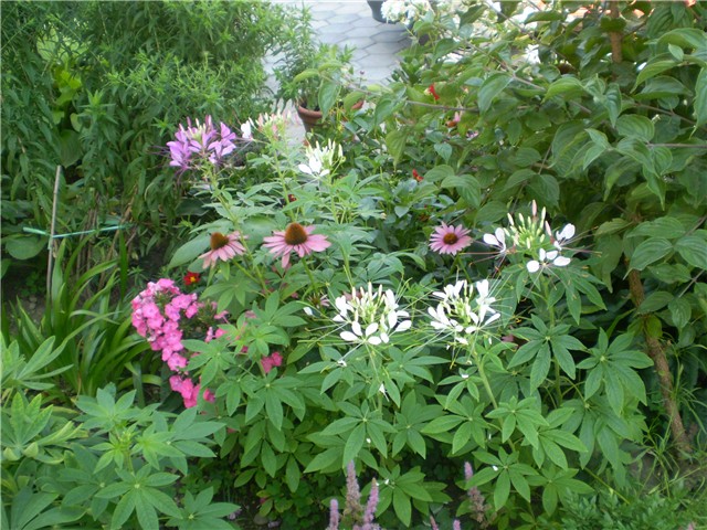 cleome